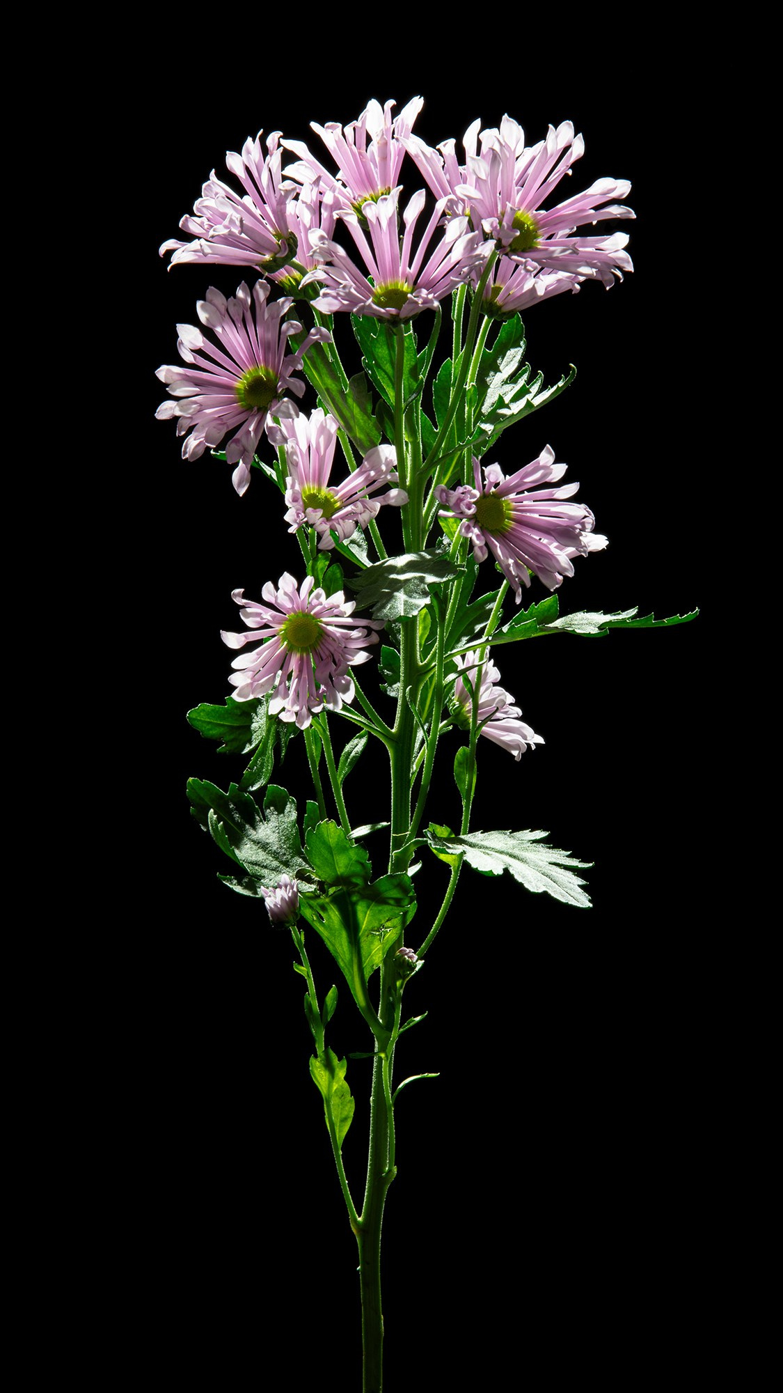 Проекты. Sakunov Photo