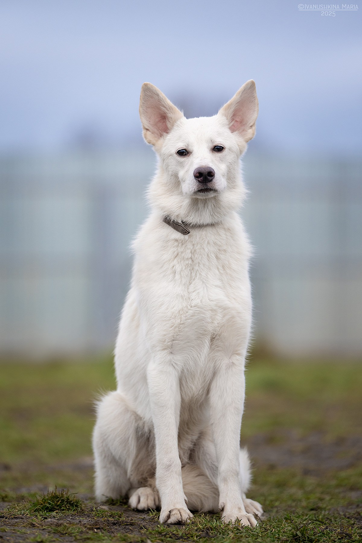 Пиарные фотосессии собак на пристройство. Фотограф собак в Москве и Московской области Иванушкина Мария