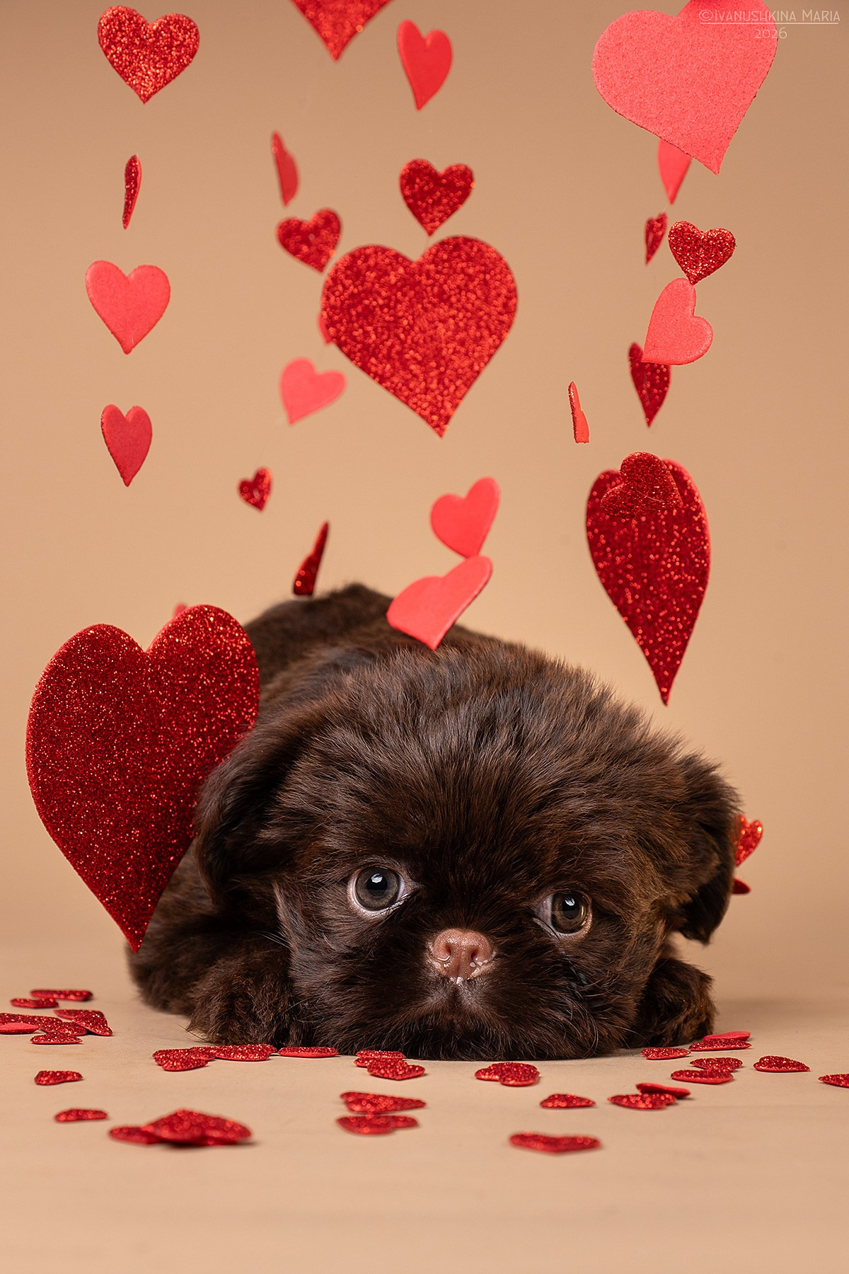 Фотосессия щенков на фонах. Фотограф собак в Москве и Московской области Иванушкина Мария