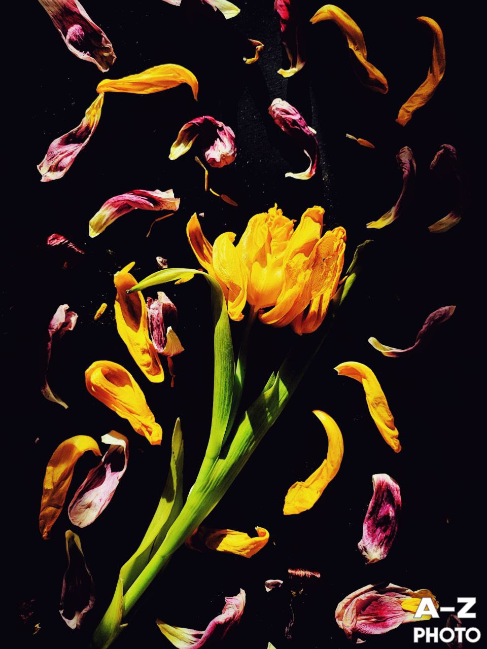 #ФОТОНЕДЕЛИ 16.03.2026. Женский семейный фотограф Тула Москва Захарова Анна