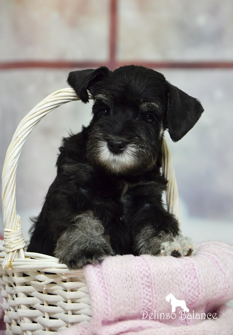 Питомник Делинсо Бэлэнс, щенки цвергшнауцера, купить щенка цвергшнауцера, питомник цвергшнауцеров, кобель цвергшнауцера для вязки, щенок цвергшнауцера, питомник цвергшнауцеров, черный с серебром, цверг, лучший питомник в беларуси, цвергшнауцеры минск, питомник цвергшнауцеров Минск, цвергшнауцер