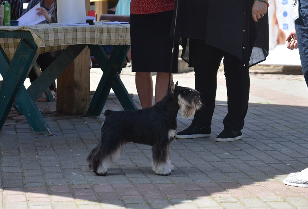 Питомник Делинсо Бэлэнс, щенки цвергшнауцера, купить щенка цвергшнауцера, питомник цвергшнауцеров, кобель цвергшнауцера для вязки, щенок цвергшнауцера, питомник цвергшнауцеров, черный с серебром, цверг, лучший питомник в беларуси, питомник цвергшнауцеров минск