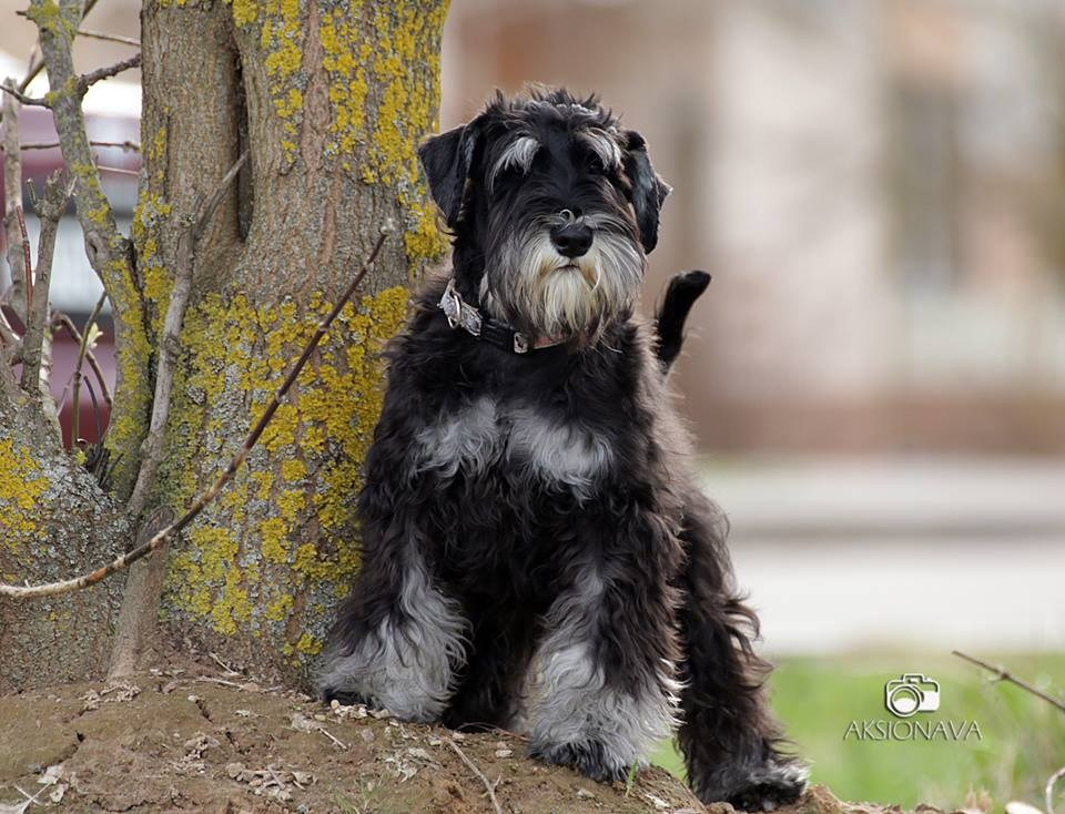 Майбах/Delinso Balance Argyris. Питомник цвергшнауцеров в Беларуси «Делинсо Бэлэнс»