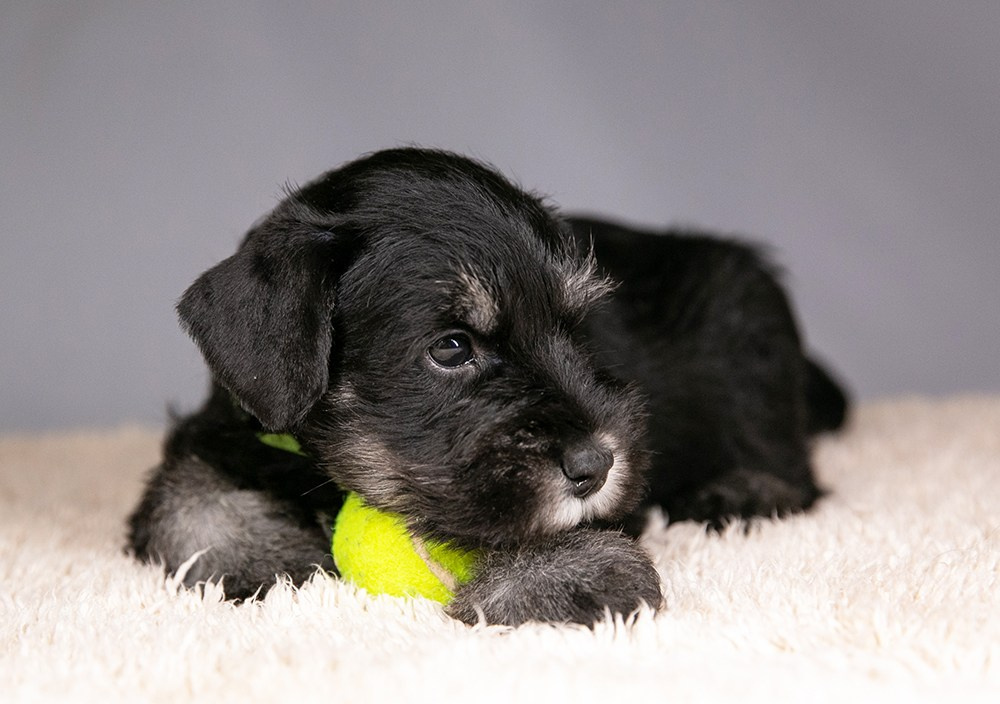 Щеночек предлагается! Юдай/ Делинсо Бэлэнс Юдай Гин-Куро/ Delinso Balance Yudai Gin-Kuro