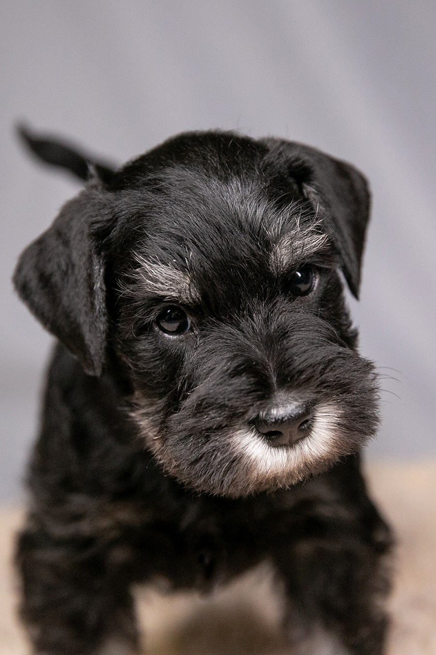 Щеночек предлагается! Юдай/ Делинсо Бэлэнс Юдай Гин-Куро/ Delinso Balance Yudai Gin-Kuro