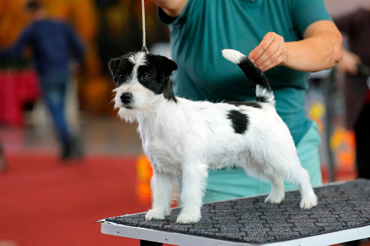 Port Fortis Polka Dot