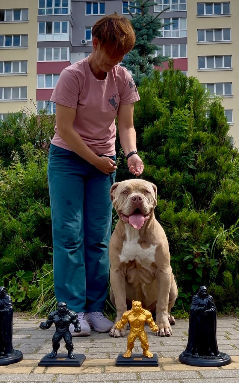 GBU ESKOBAR. Американские булли XL в г. Калининград. Питомник Great Bully UNIVERSE