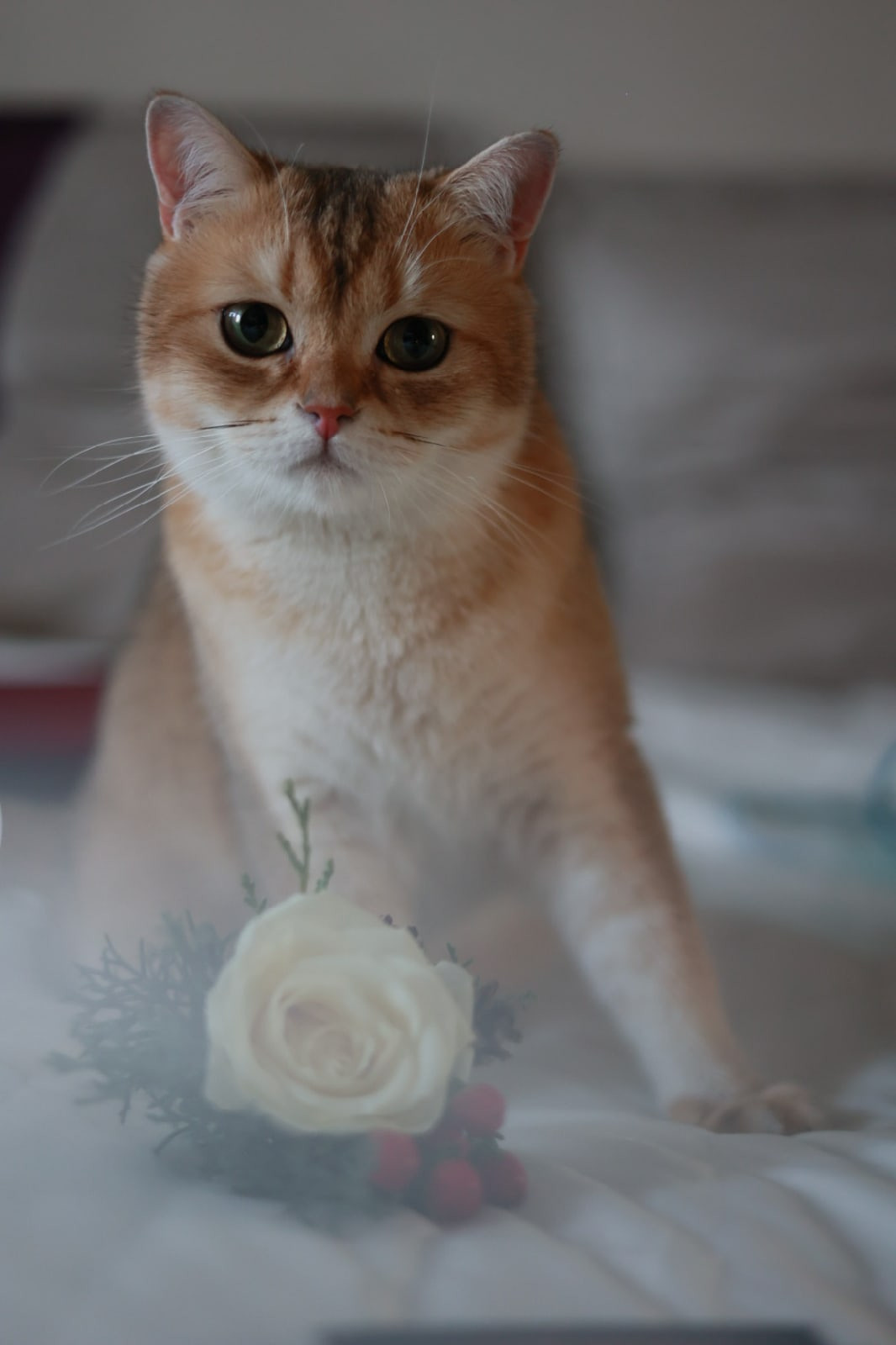 Свадьба Наталья и Роман. Свадебный и репортажный фотограф (Москва, Королев и другие)