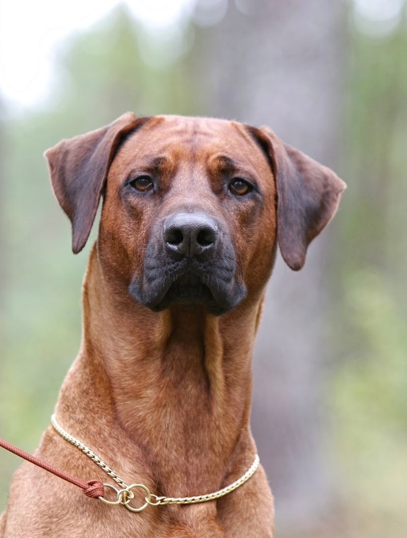 Родезийские Риджбеки в Санкт-Петербурге