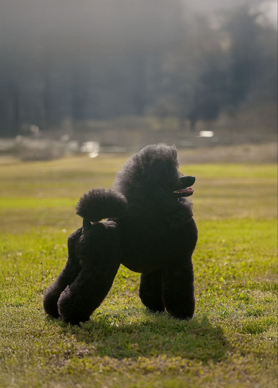 Щенки. Sarabi`s Legacy питомник пуделей Казань