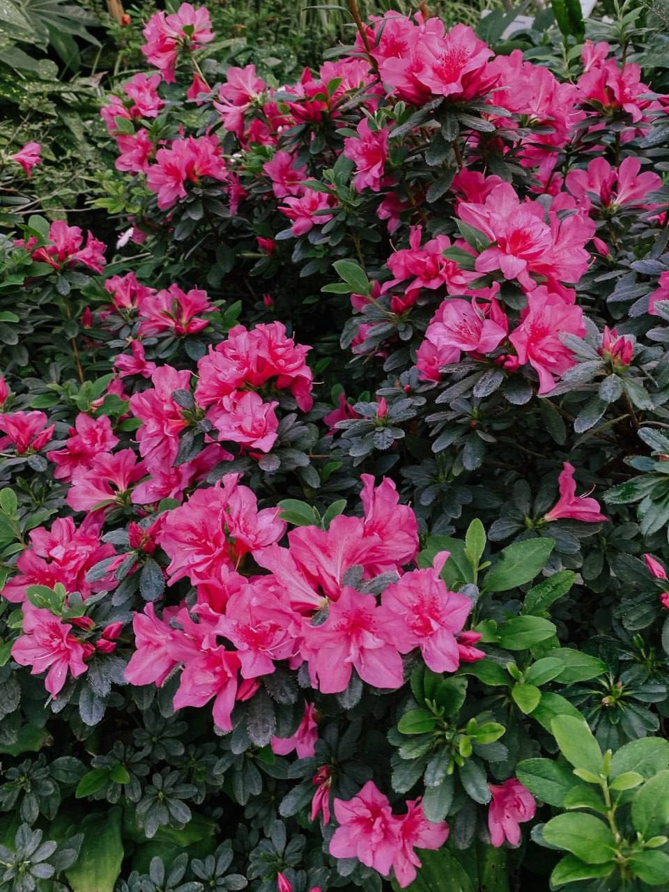 Весенние фотосессии в Нижнем Новгороде. Фотограф и видеограф Елена Лисина