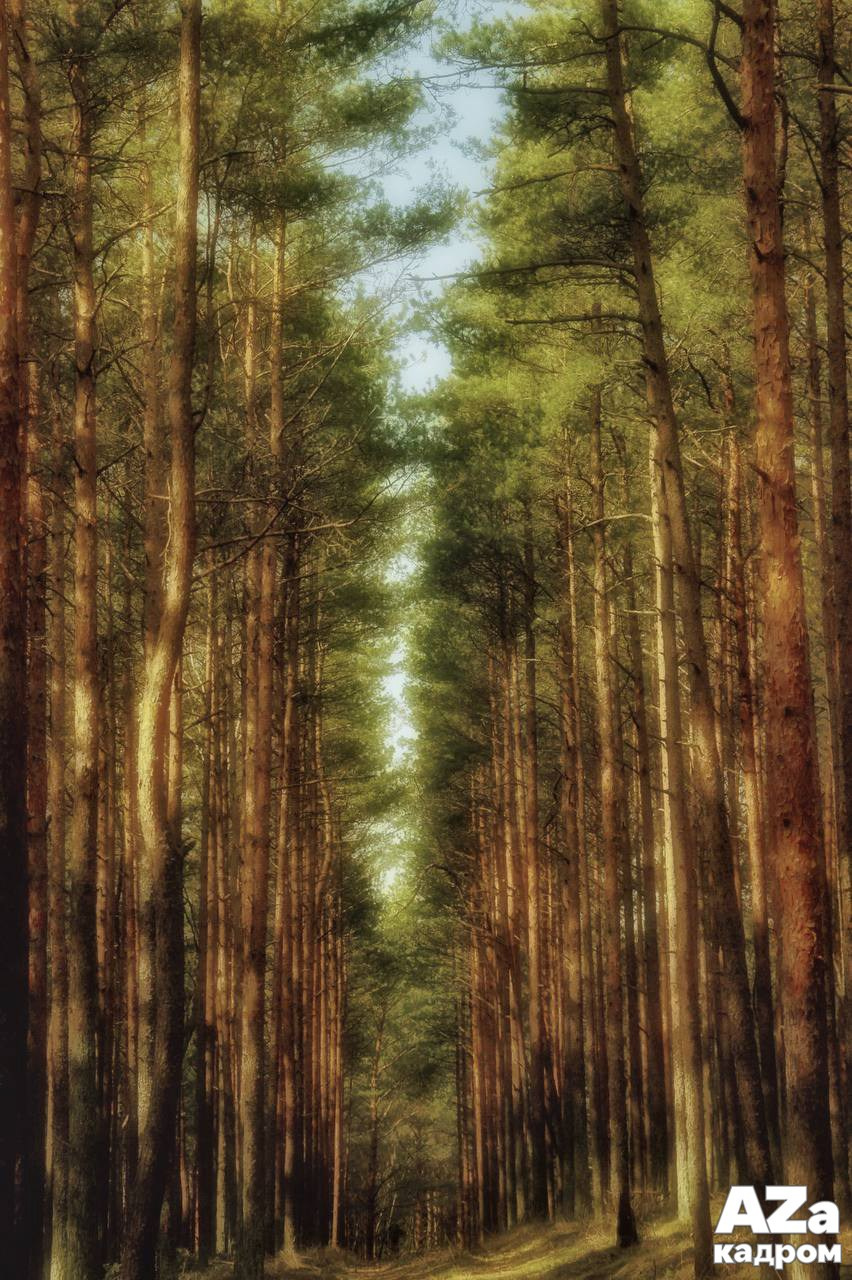 AZакадром Нижняя точка съемки. Женский семейный фотограф Тула Москва Захарова Анна