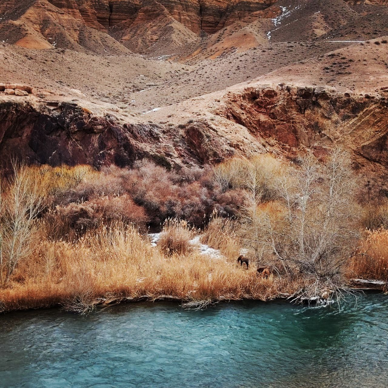 Живописный берег реки Чарын с прозрачной бирюзовой водой. Вдоль берега растут деревья и кустарники с сухими золотистыми и коричневыми ветвями, создавая осеннюю атмосферу. На фоне виднеются рыжеватые скалы Черного каньона Алматинской области и холмы с редкой растительностью. На берегу, среди кустов, пасутся лошади, добавляя сцене элементы дикой природы.