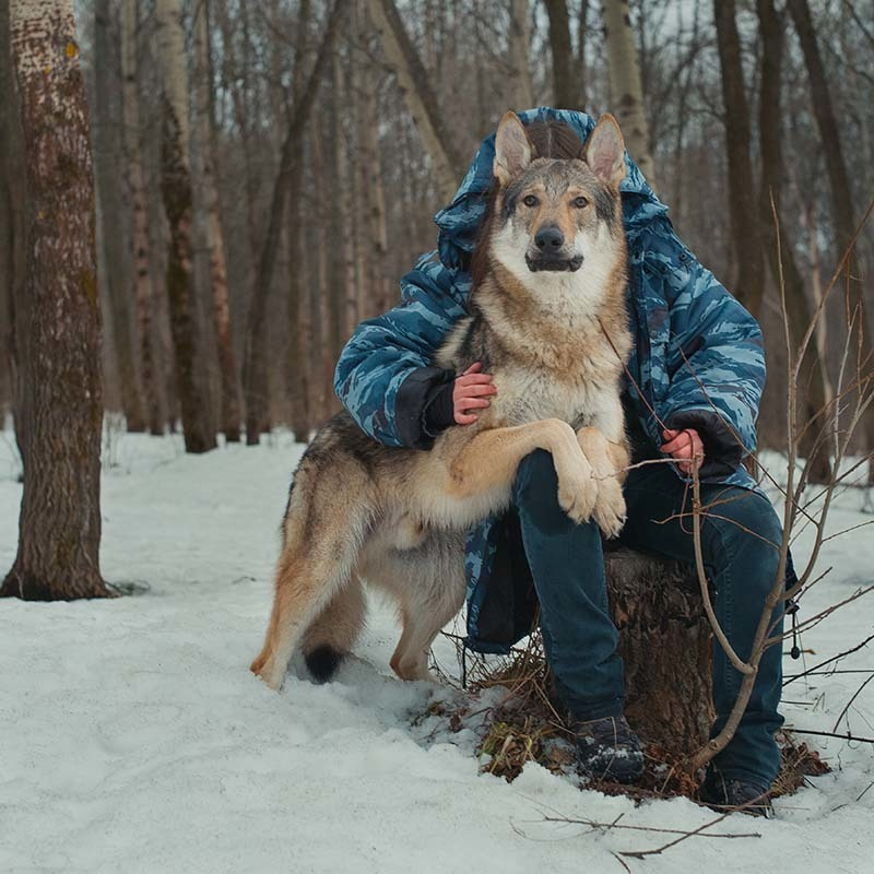 winter dog wolf russia white