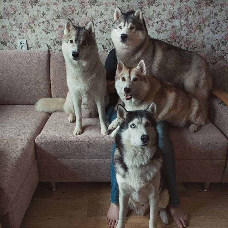 many dogs husky at home