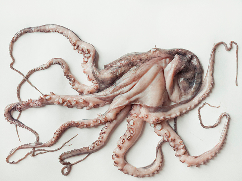 octopus still life yulia artemyeva