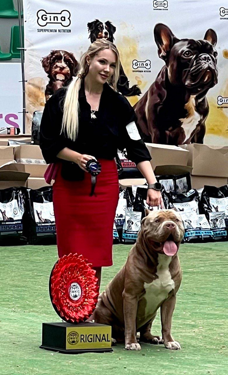Хантер. Американские булли XL в г. Калининград. Питомник Great Bully UNIVERSE
