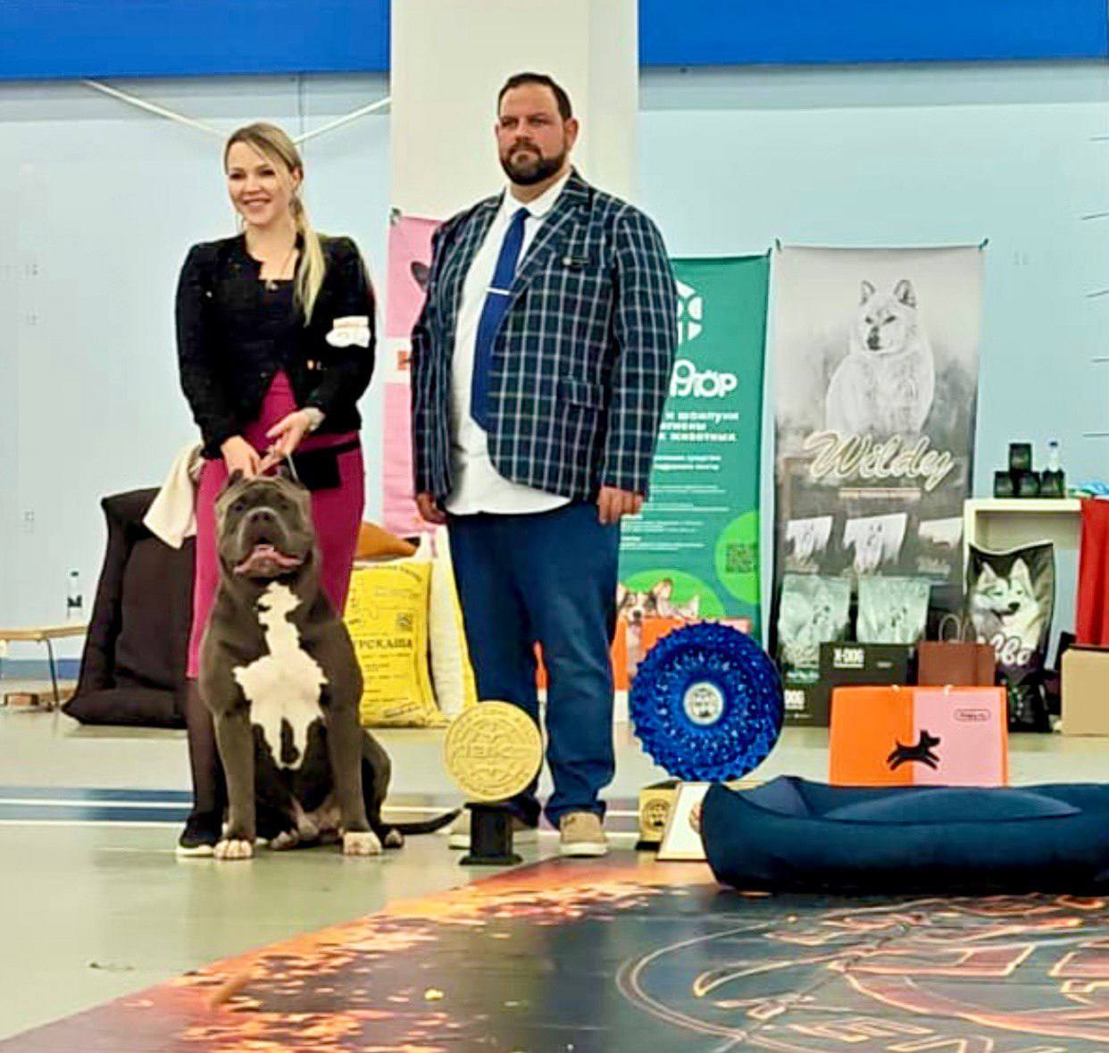 Участие в выставках. Американские булли XL в г. Калининград. Питомник Great Bully UNIVERSE