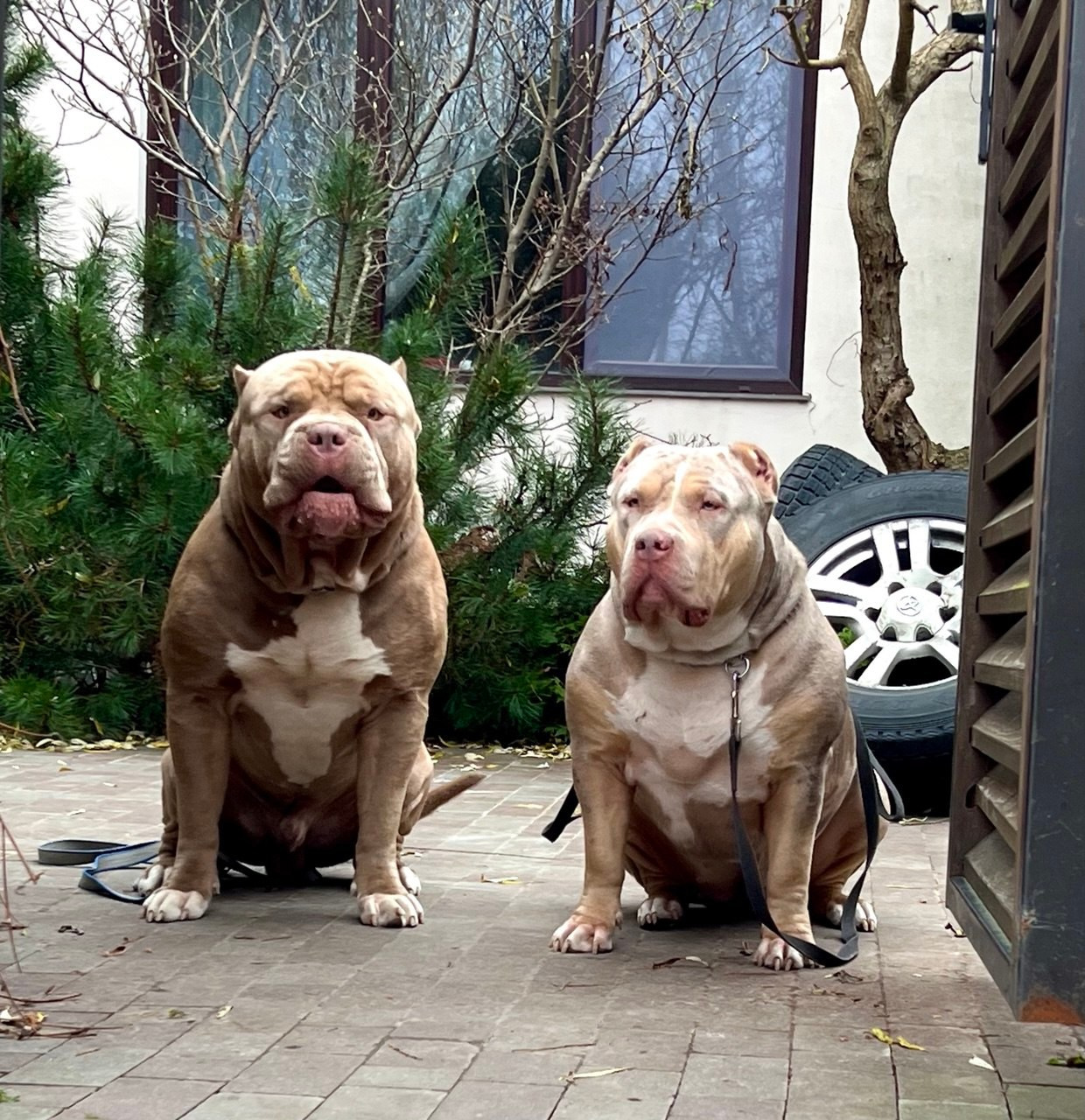 BBK’s Amber. Американские булли XL в г. Калининград. Питомник Great Bully UNIVERSE