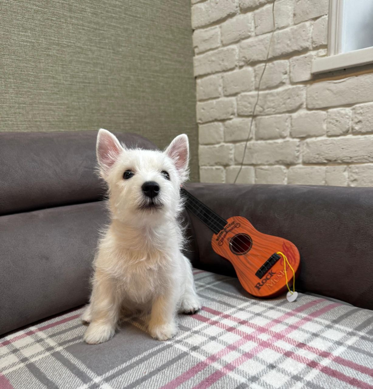 Щенки 250 725. Питомник собак породы вест хайленд вайт терьер в Москве