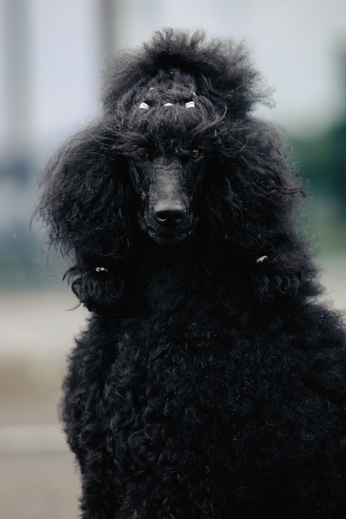 Фотограф-анималист Mary Mart — Москва, Питер