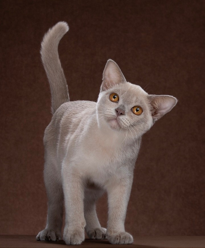 Питомник европейской бурмы BurLabella