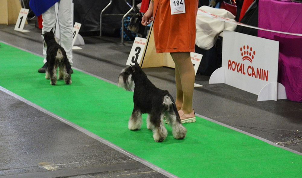 Питомник Делинсо Бэлэнс, щенки цвергшнауцера, купить щенка цвергшнауцера, питомник цвергшнауцеров, кобель цвергшнауцера для вязки, щенок цвергшнауцера, питомник цвергшнауцеров, черный с серебром, цверг, лучший питомник в беларуси, питомник цвергшнауцеров минск