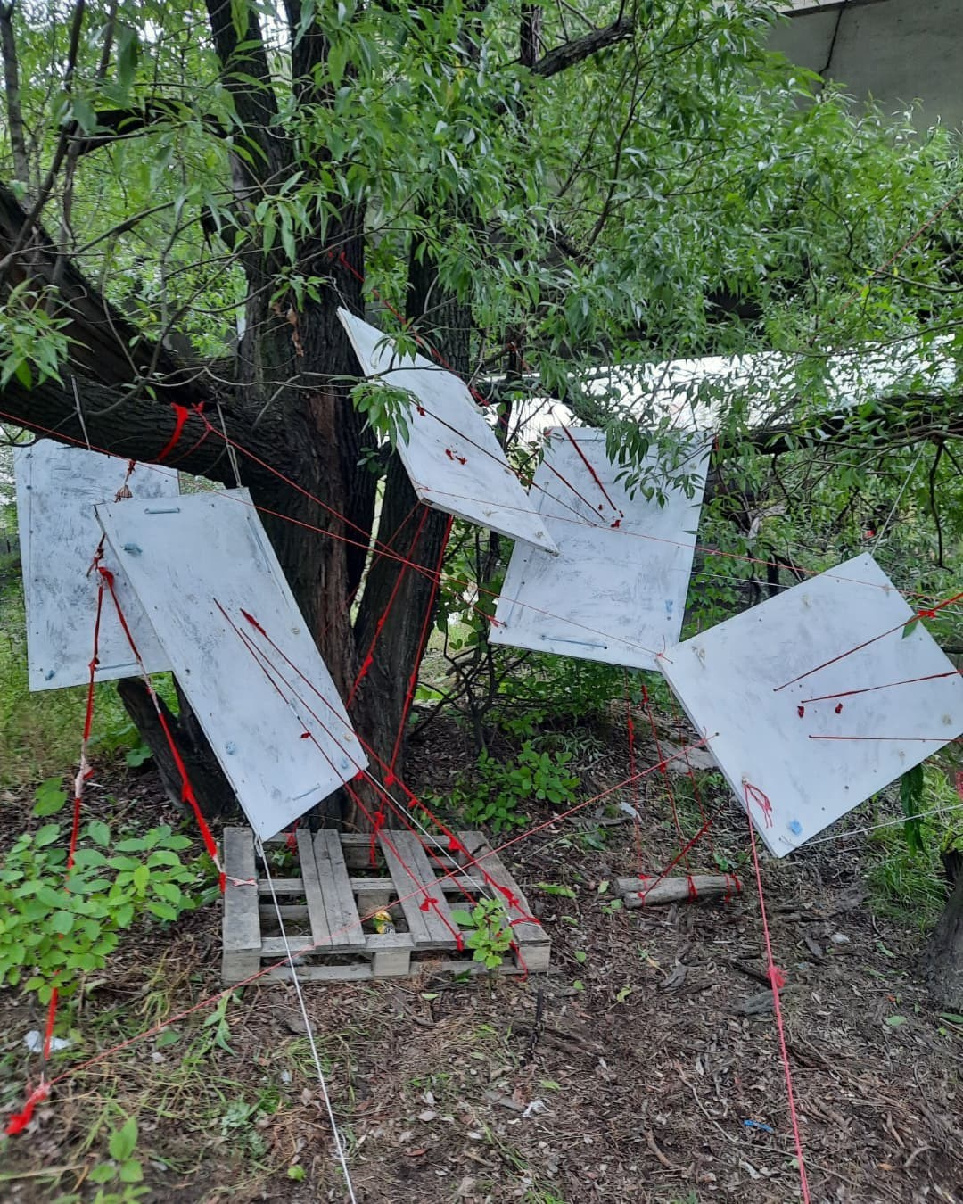 Красненькая биеннале. Санкт-Петербург. Лилия Ким. Междисциплинарный художник