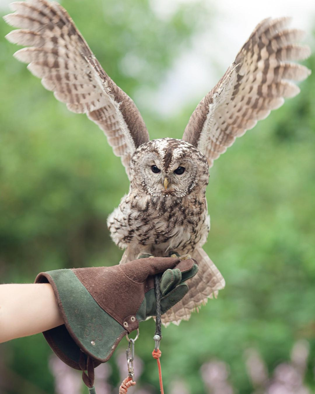 Шоу животные. Подрядчики и друзья сети свадебных площадок House for wedding