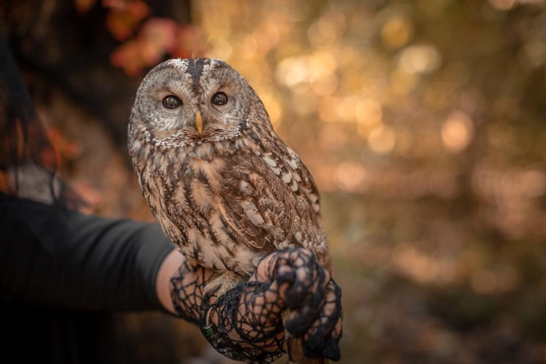 Шоу животные. Подрядчики и друзья сети свадебных площадок House for wedding