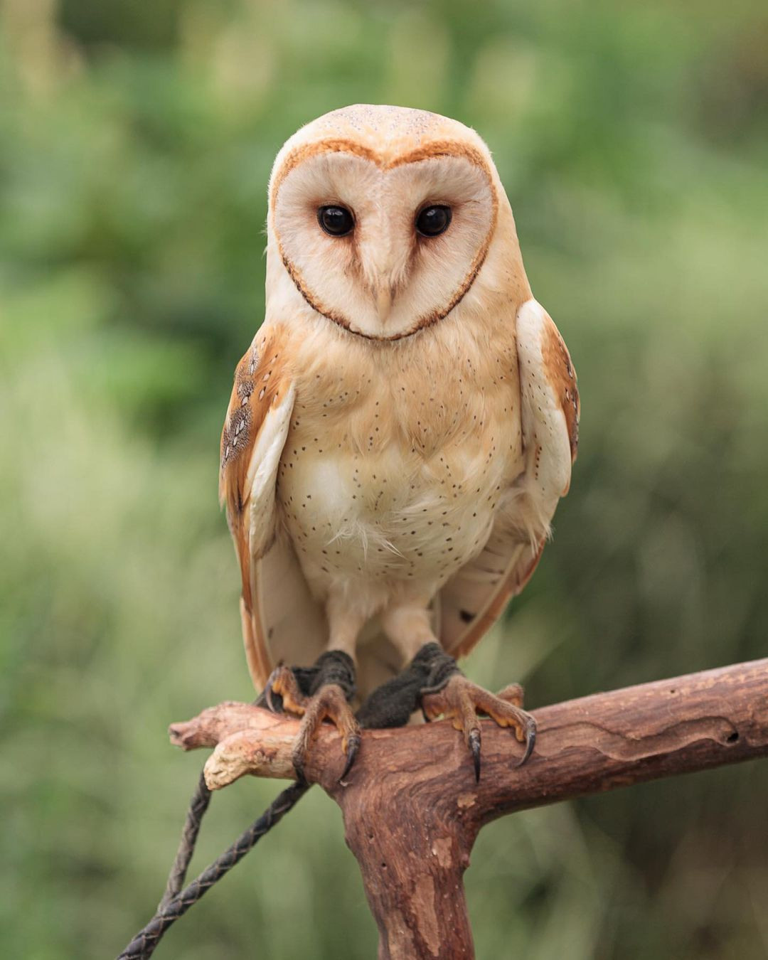 Шоу животные. Подрядчики и друзья сети свадебных площадок House for wedding