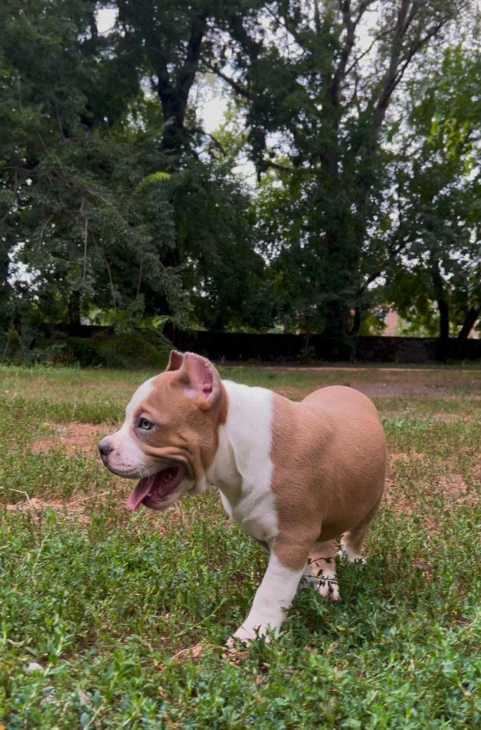 Помет Каспер и Адель. 08.05.25. Американский Булли в г. Ростов-на-Дону. Питомник THE POWER OF SIBERIA
