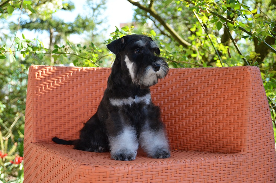 Litter «CH» 08.01.2025. Питомник цвергшнауцеров в Беларуси «Делинсо Бэлэнс»