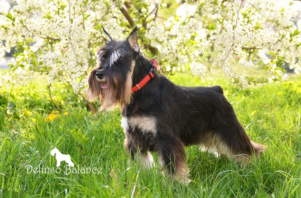 Питомник Делинсо Бэлэнс, щенки цвергшнауцера, купить щенка цвергшнауцера, питомник цвергшнауцеров, кобель цвергшнауцера для вязки, щенок цвергшнауцера, питомник цвергшнауцеров, черный с серебром, цверг, лучший питомник в беларуси, питомник цвергшнауцеров минск