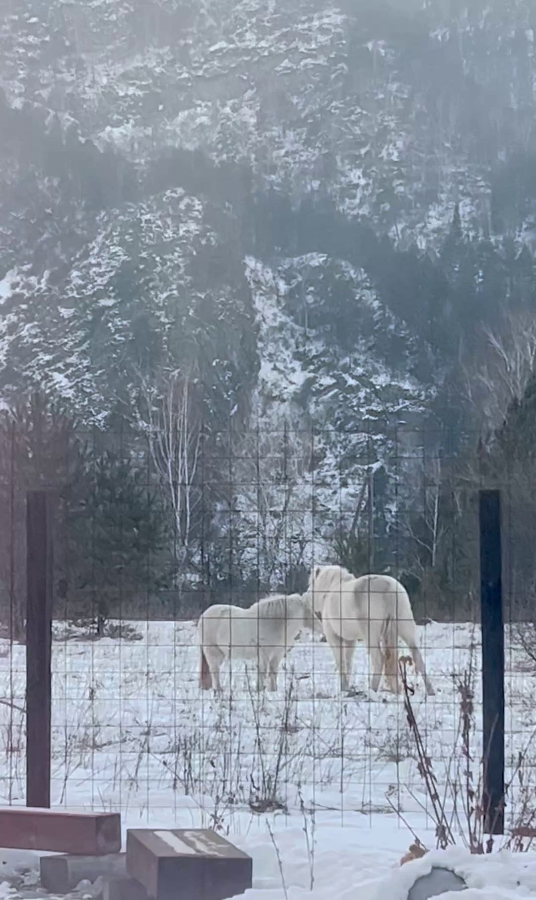 Аренда гостевого дома в горах. Семейный фотограф в Барнаул/Горный Алтай, Аренда дома в горах