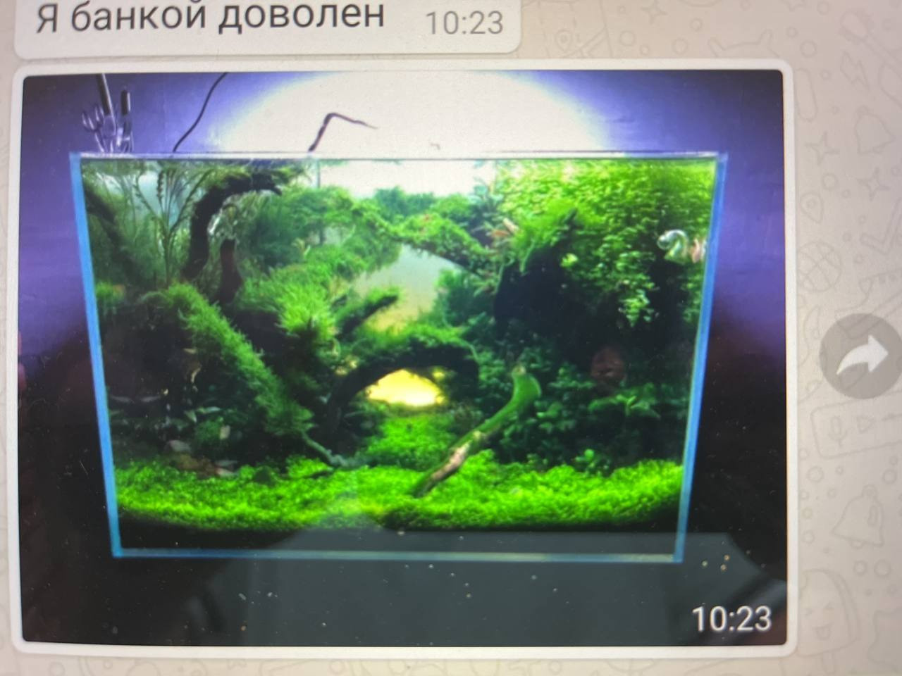 Опыт работы. Аквариумист Максим Ерёмин. Aqua Maxim