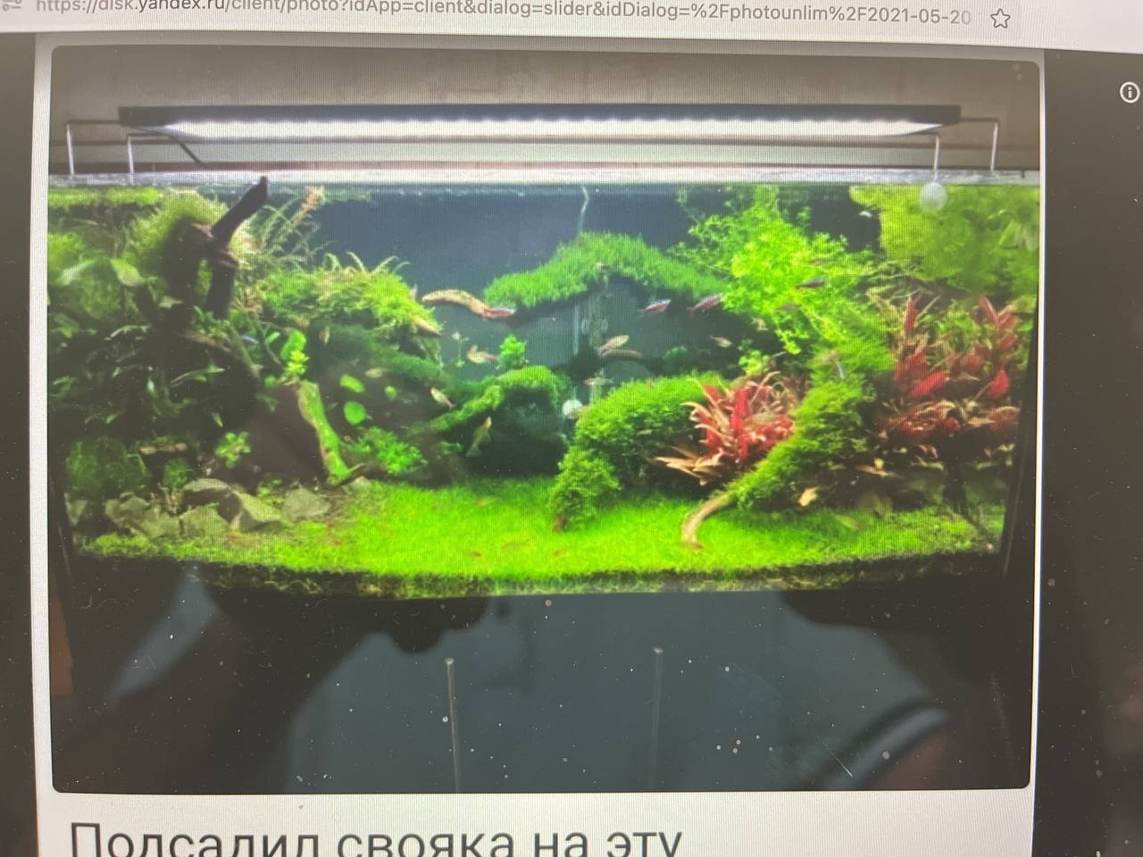 Опыт работы. Аквариумист Максим Ерёмин. Aqua Maxim