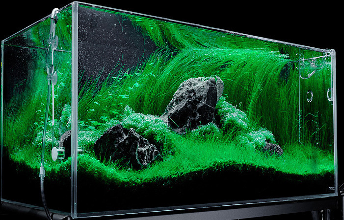 Опыт работы. Аквариумист Максим Ерёмин. Aqua Maxim