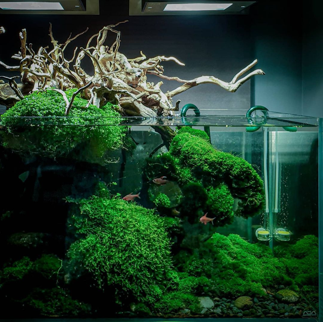 Опыт работы. Аквариумист Максим Ерёмин. Aqua Maxim