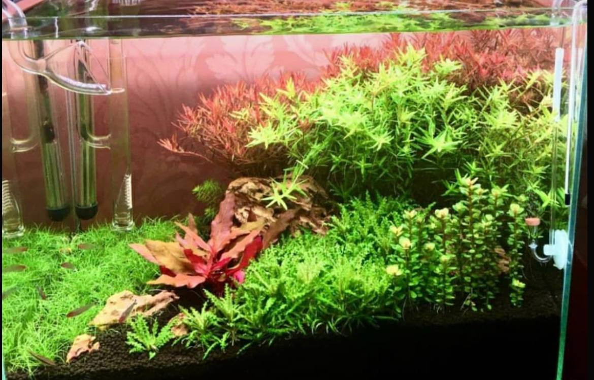 Опыт работы. Аквариумист Максим Ерёмин. Aqua Maxim