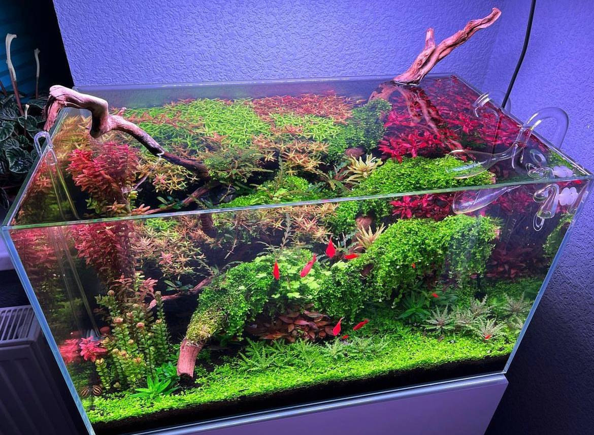 Опыт работы. Аквариумист Максим Ерёмин. Aqua Maxim