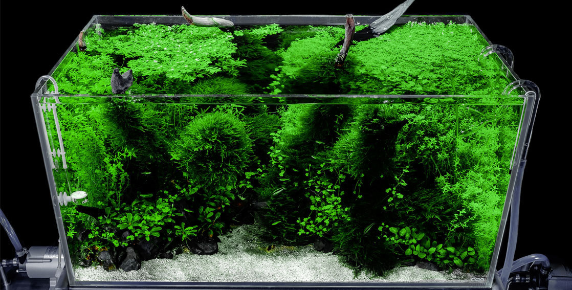 Опыт работы. Аквариумист Максим Ерёмин. Aqua Maxim