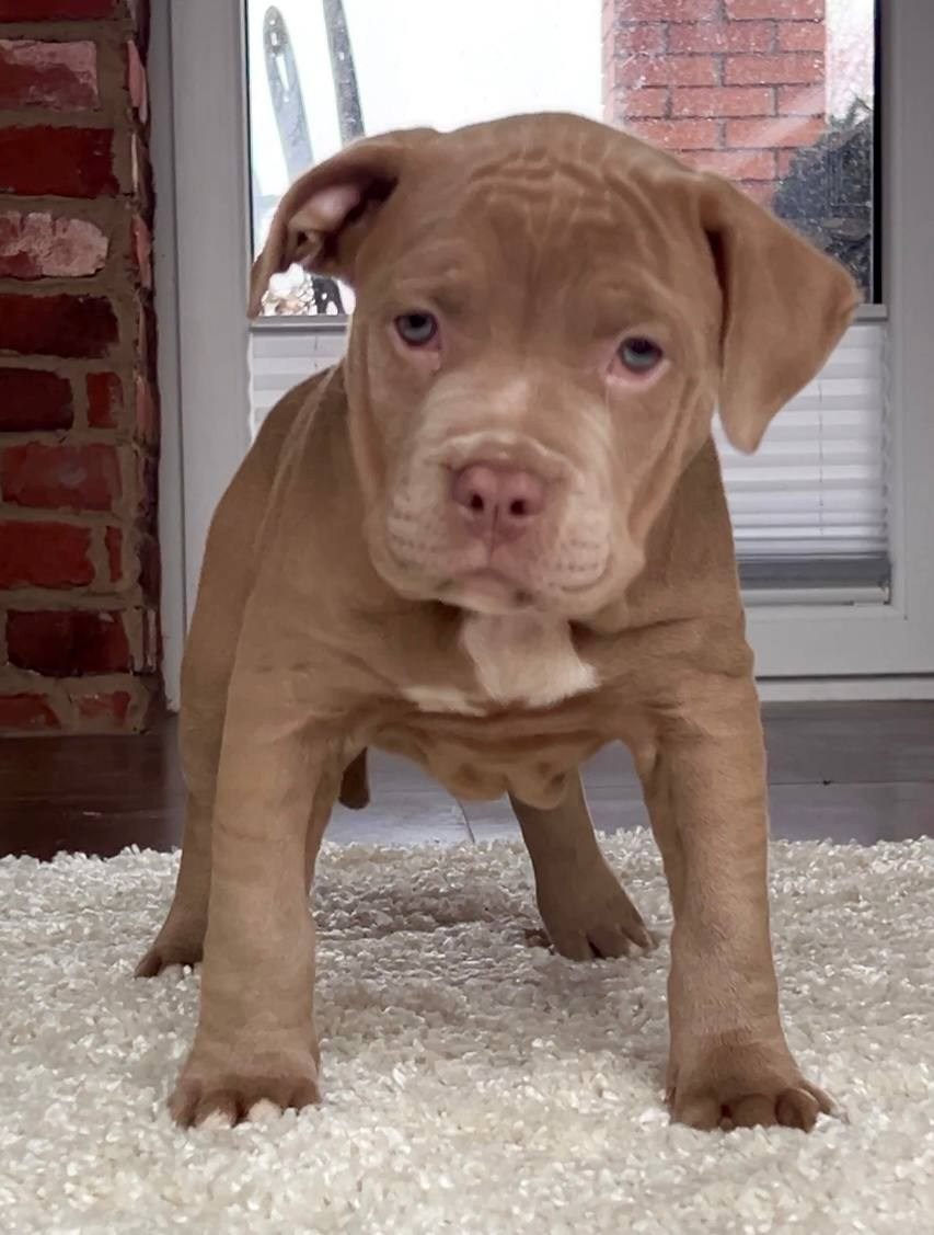 Все свободные щенки. Американские булли XL в г. Калининград. Питомник Great Bully UNIVERSE