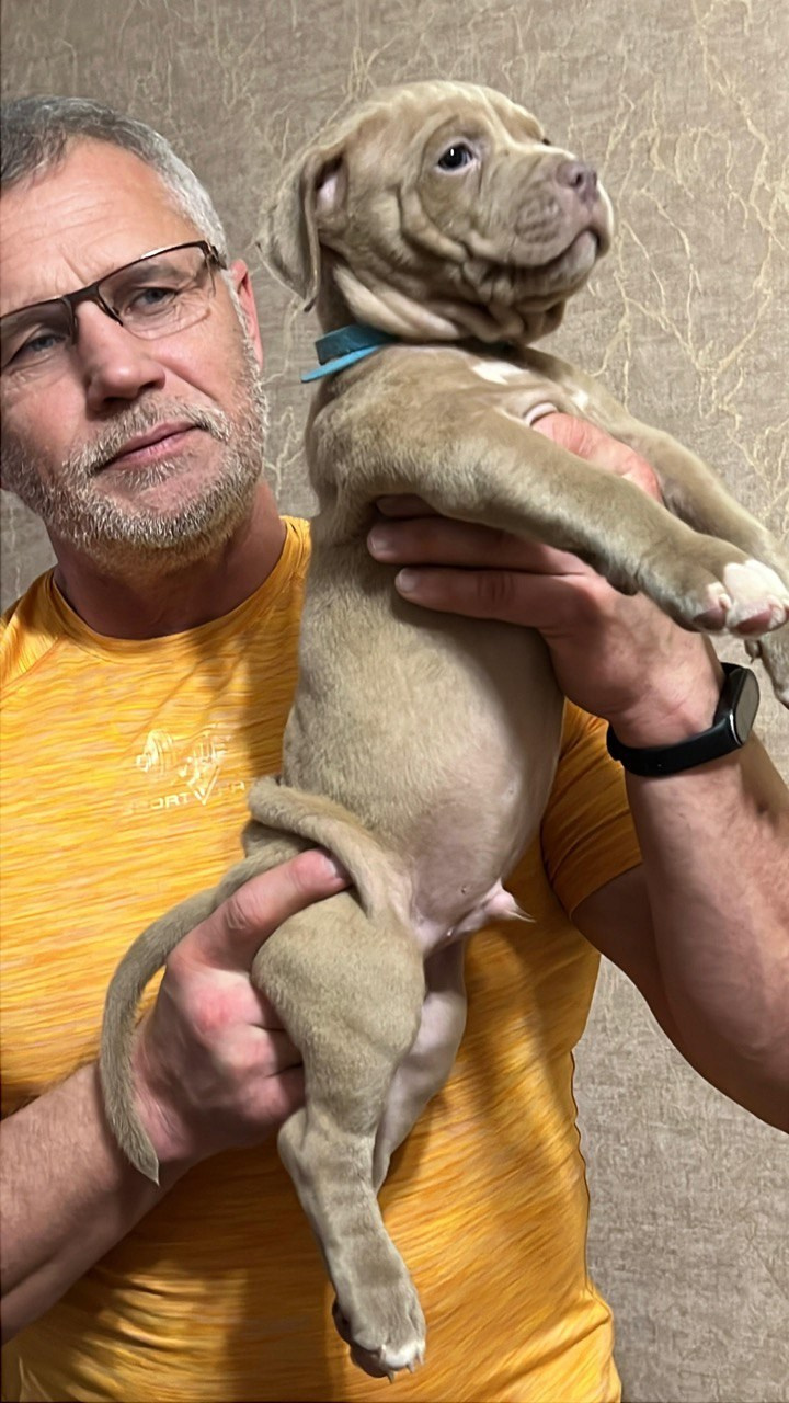 Все свободные щенки. Американские булли XL в г. Калининград. Питомник Great Bully UNIVERSE