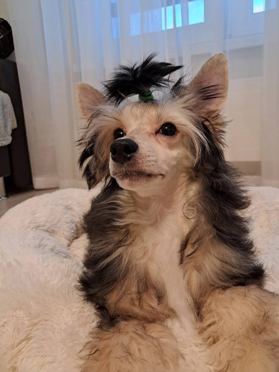 Сегодня Феликсу исполнилось ровно 6 месяцев!))). Питомник китайских хохлатых собак Poale Ell: купить щенка