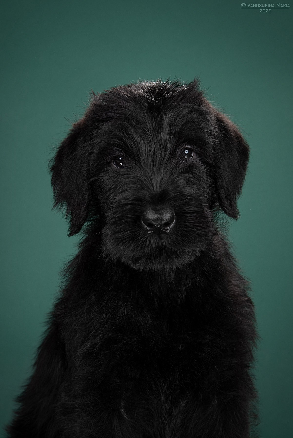 Фотосессия щенков на фонах. Фотограф собак в Москве и Московской области Иванушкина Мария