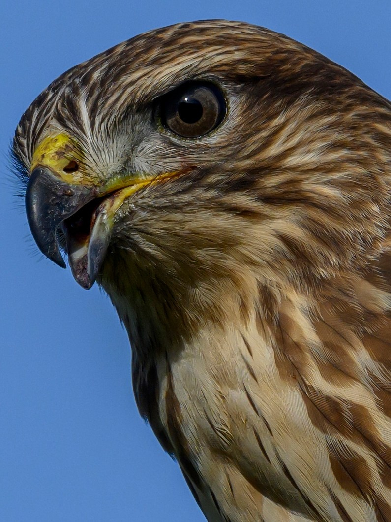 Скопа и канюк. The Osprey and the Buzzard. Фотограф Сергей Пупонин