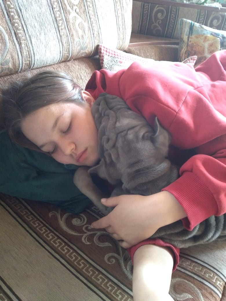 Купить Шарпей Киров, Купить Шарпея Киров, Купить щенка Шарпей Киров, ТОП питомник Шарпеев Киров, Питомник Шарпей Киров,