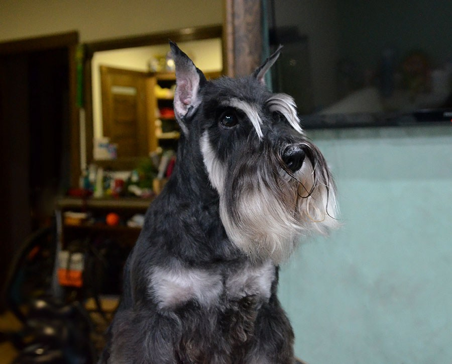 Бетти/ Delinso Balance Anthea. Питомник цвергшнауцеров в Беларуси «Делинсо Бэлэнс»