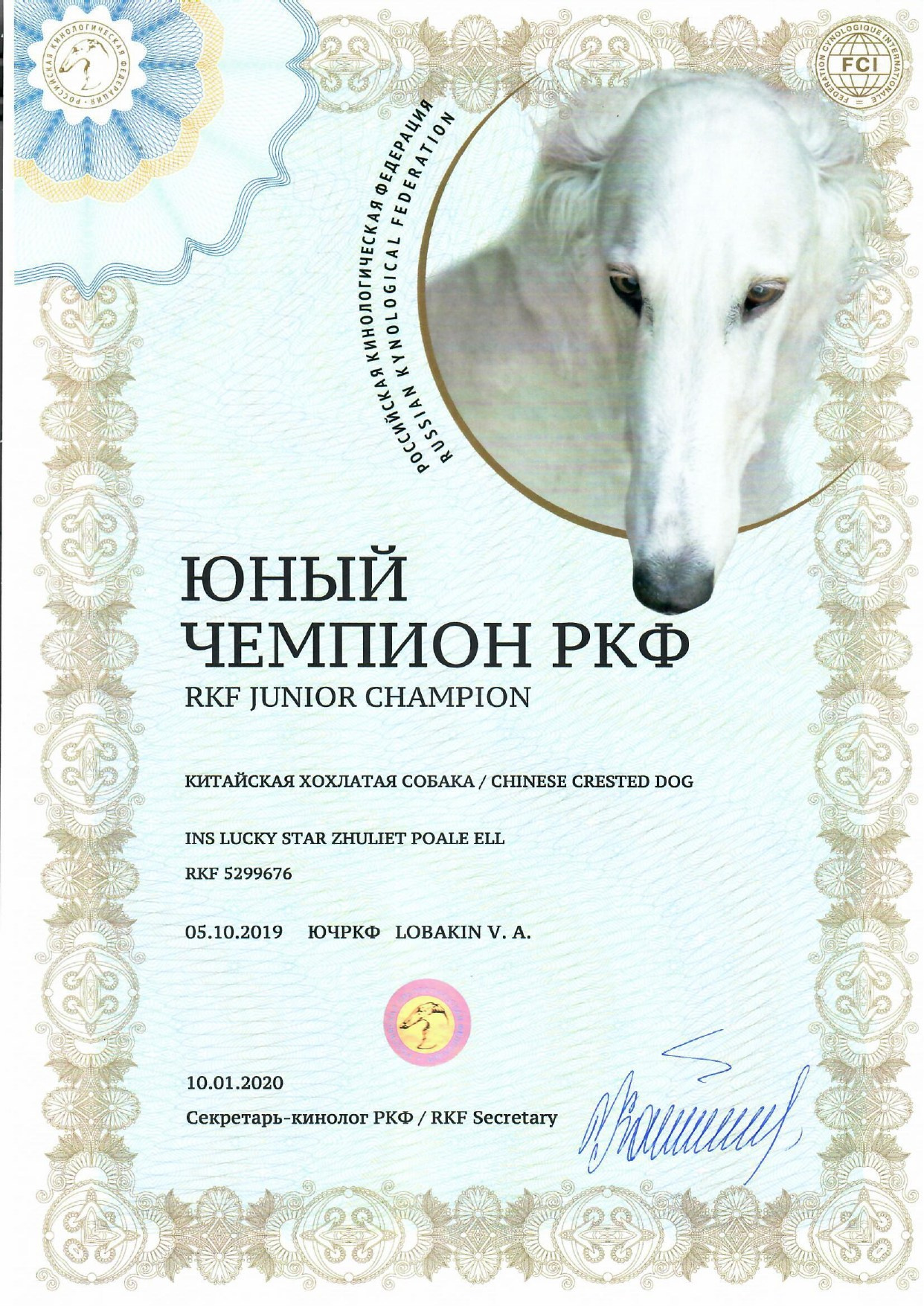 Ins Lucky Star Zhuliet Poale Ell. Питомник китайских хохлатых собак Poale Ell: купить щенка
